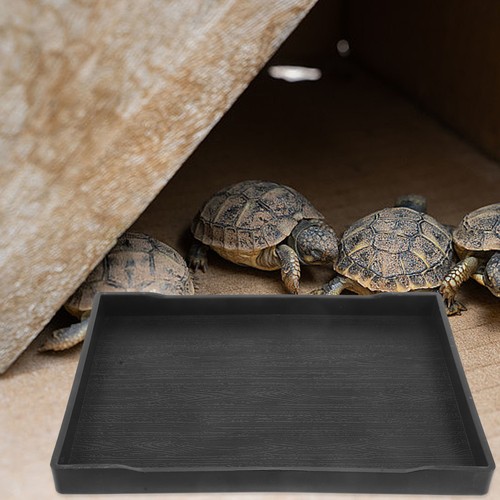 Bol nourriture pour tortue - bol, de