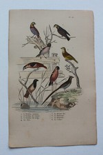 Gravure OISEAUX milieu XIXè -