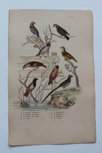 Gravure oiseaux milieu xixè - xixè,