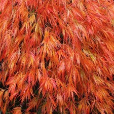 Acer palmatum dissectum
