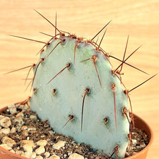 Opuntia violacea, pot 10 cm