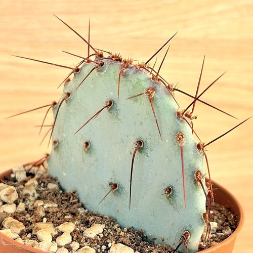 Opuntia violacea pot cm - 10,
