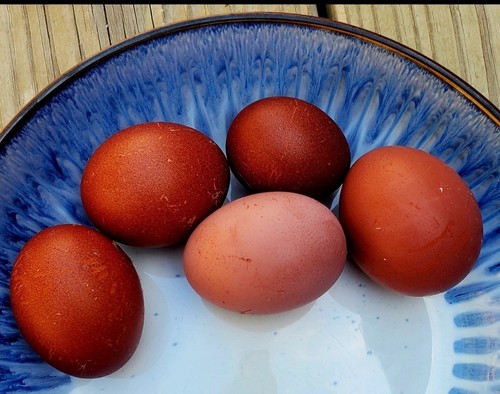 Black copper marans hatching - marans,