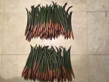 * 50 LARGE Red mangroves seeds + 50 oriental mangrove seed aquarium fish*