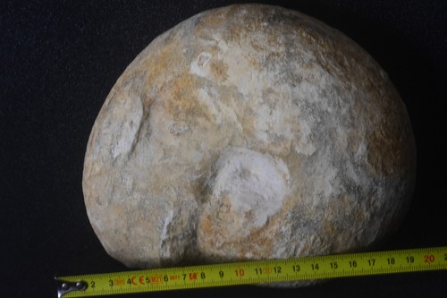 Ammonite macrocephalites - ammonite,
