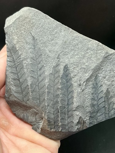 Cm fossile plante - 4.33",