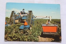 Cpm 1980, wine estates des salins du midi, Listel vin des sables, harvest