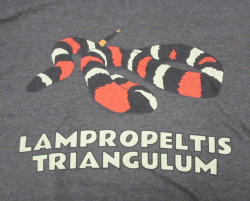 Milk snake lampropeltis - -,