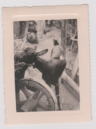 Photo ancienne chèvre - ancienne, 🎞️