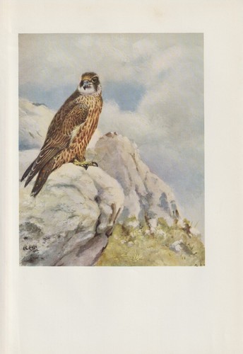 Faucon pèlerin falco - faucon,