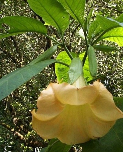 Datura brugmensia - datura,