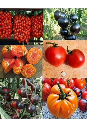 Tomates anciennes 15 - tomates,
