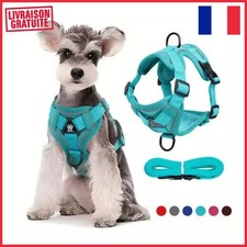 Harnais chien pull - harnais, no-pull