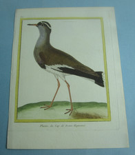 Original Old Antique 1770's François Nicolas Martinet BIRD PRINT Pluvier PLOVER