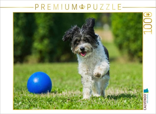 Puzzle calvendo bichon - calvendo, un