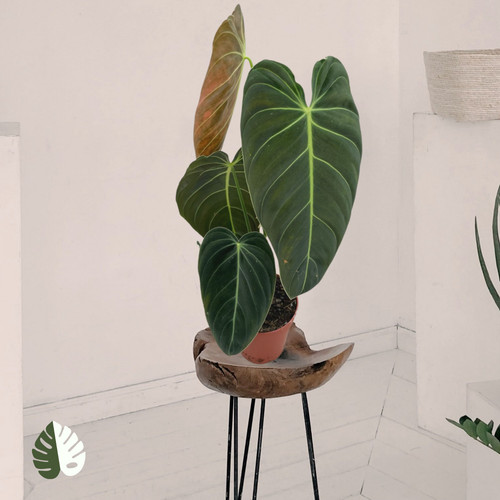 Philodendron melanocrysum - melanocrysum,