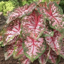 Caladium Tubercule Feuilles