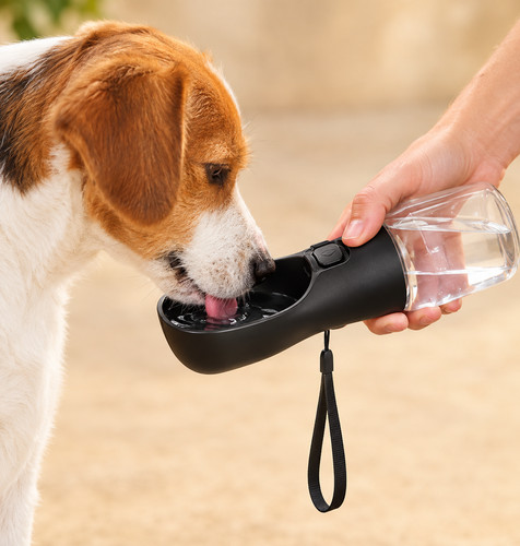 Bouteille eau pour - bouteille, chien