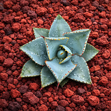 Agave pygmaea 5-10cm | Dwarf