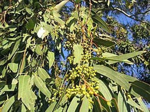 Eucalyptus biologique feuilles - eucalyptus, biologique,feuilles