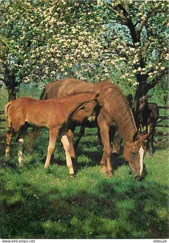 Carte postale animaux - postale,