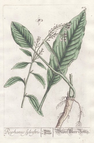 Raphanus radis raifort - radis,
