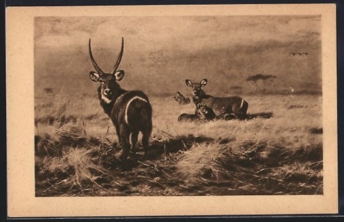 Carte postale deux boucs - carte,
