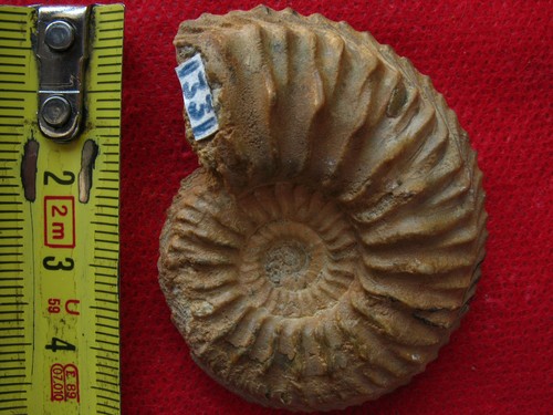 Ammonite oxfordien - de,