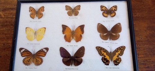 Papillons sous cadre verre