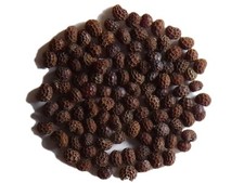 Pavot Black Peony AB - Papaver