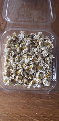 Fleurs camomille séchées - fleurs,