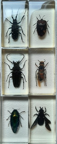 Lot grands insectes - lot,