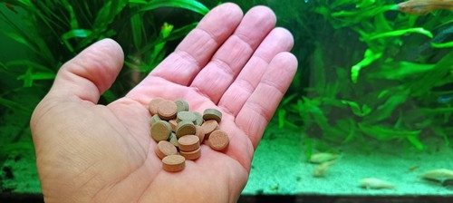 Nourriture pour poisson - nourriture,