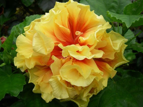 Hibiscus fruit tango - hibiscus,