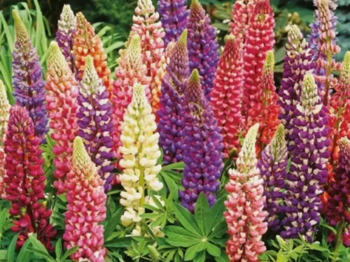 100 graines lupin russell - graines,