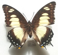 Female Superbus Charaxes - Gabon - 102mm -