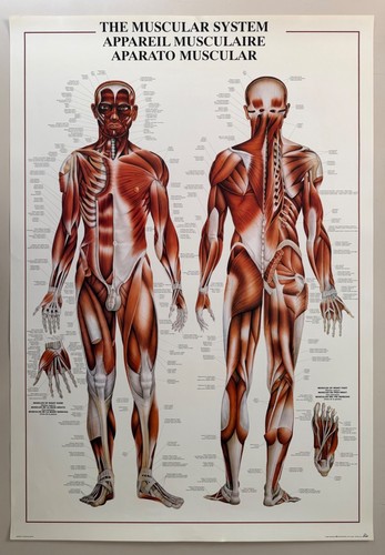 Système musculaire du - systÈme,
