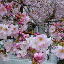 Prunus 'Accolade' - Cerisier