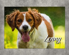 Puzzle Epagneul breton