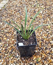 Yucca carnerosana / Conteneur