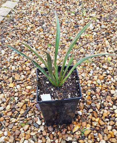 Yucca carnerosana conteneur - carnerosana,