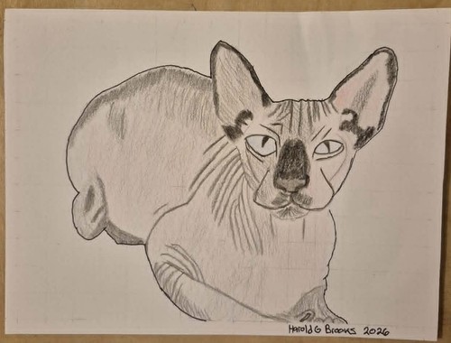 Sphynx cat art - cat,