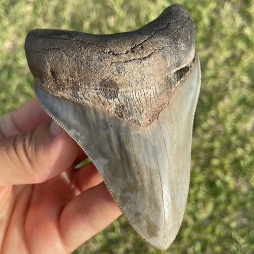 Megalodon shark tooth georgia - tooth,