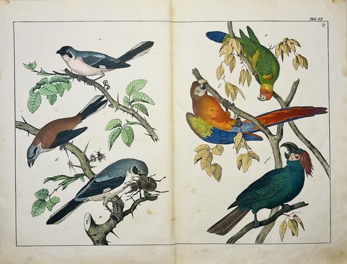 Perroquet oiseaux tropicaux