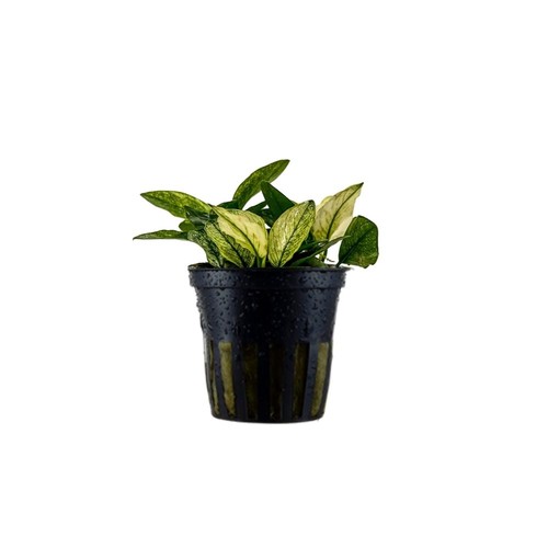 Plante aquarium anubias - plante,