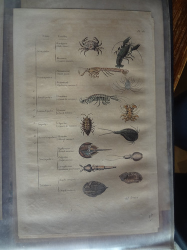Gravure ancienne xix nature - ancienne,