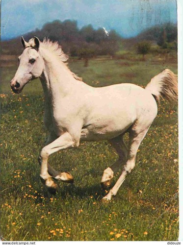 Carte postale animaux - carte,