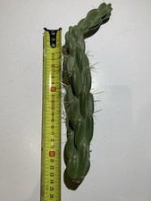 cactus opuntia cylindropuntia