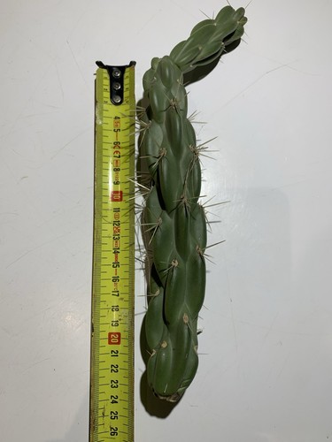 Cactus opuntia cylindropuntia - cactus,