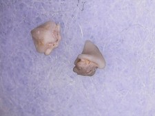 SHARK TOOTH SHARK- CTENOPRISTIS NOUGARETI 1SEPT25